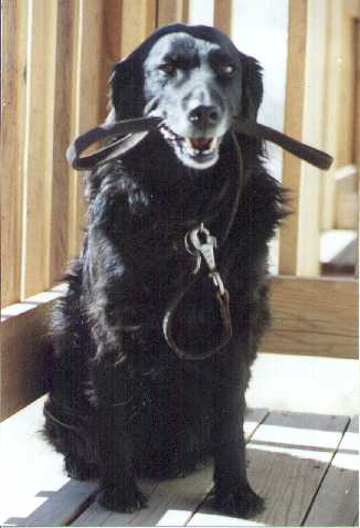 Sacha - 16 - with her lead in her favorite place!
